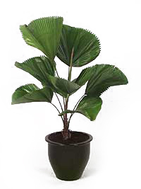 لیکوآلا گراندیس